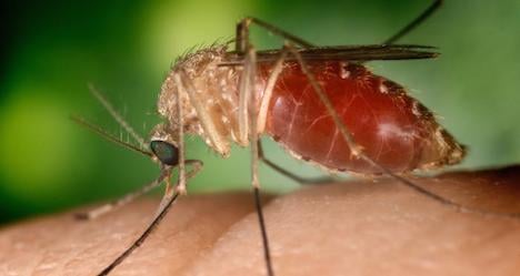 West-Nile virus now confirmed in Austria