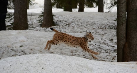 Austria's 'last lynx' missing: believed shot