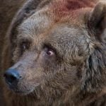 Italian bears return to Austria's woods in force