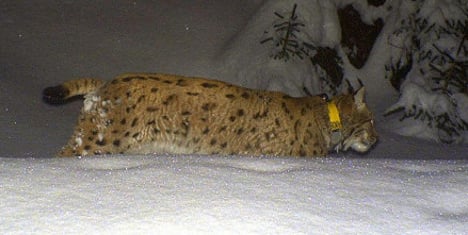 Missing lynx ‘found in taxidermist’s freezer’