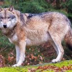 Fritzi the wolf still on the loose in Styria