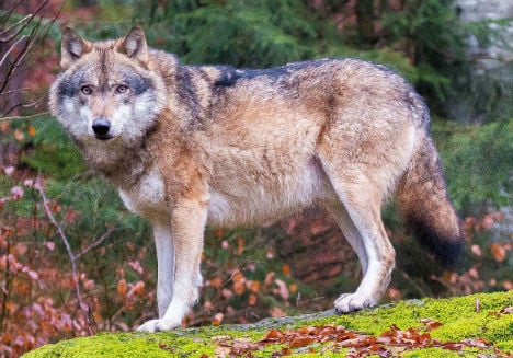 Fritzi the wolf still on the loose in Styria