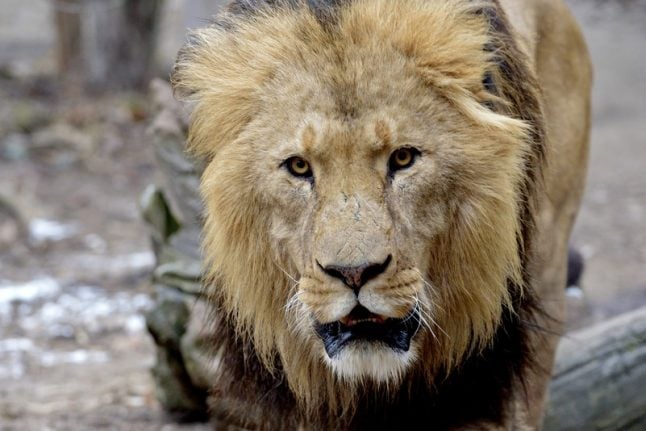 16 police officers hunt ‘escaped lion’ at Schönbrunn