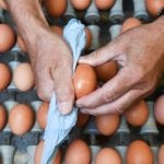 Austria finds insecticide in egg products