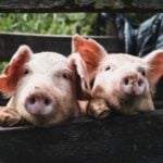 The importance of pigs in Austria: From ‘grief bacon’ to your inner swine dog
