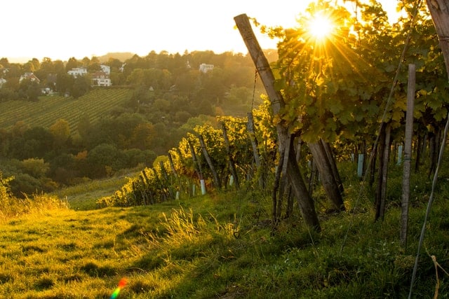 Everything you need to know about Austria’s wine industry